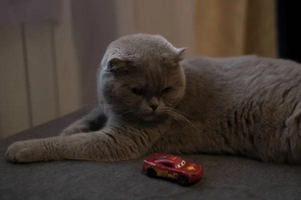 Scottish Fold Looks Throw Eternity — Stock Photo, Image