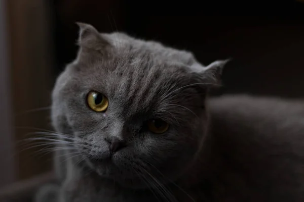 İskoç bakışları sonsuzluğu fırlatır.