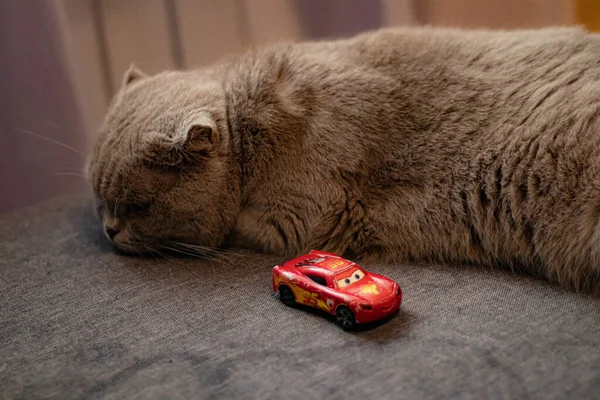 İskoç bakışları sonsuzluğu fırlatır.