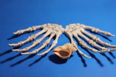 İskelet eller ve mavi bir arka planda deniz kabuğu.