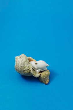 Uyuyan kedi şeklinde porselen bir biblo mavi arka planda bir deniz kabuğunda yatıyor.
