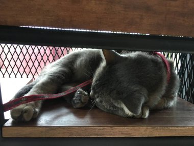 Gri kedi ahşap sandalyede uyuyor.