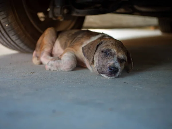 Küçük Benekli Köpek Arabanın Altında Uyuyor — Stok fotoğraf