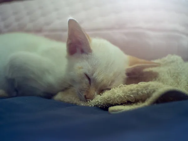 Beyaz Kedi Yatakta Uyuyor — Stok fotoğraf