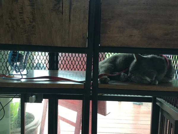 Gato Cinza Dormindo Uma Cadeira Madeira — Fotografia de Stock
