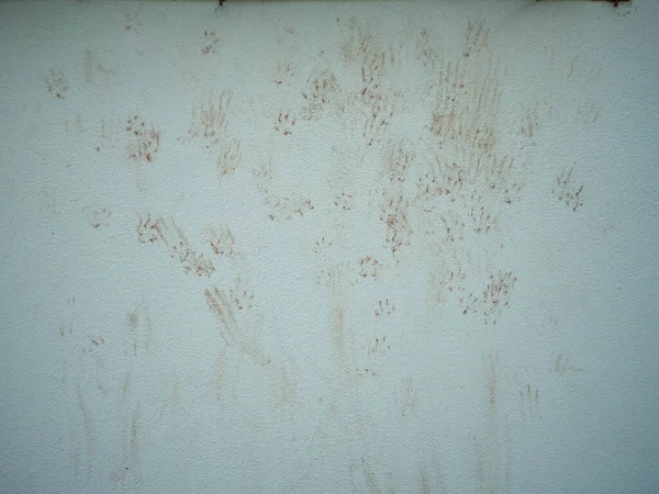Impronte Del Gatto Sul Muro — Foto Stock