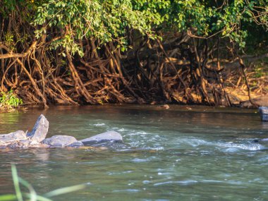 Birçok nehir ve ağaç kökleri