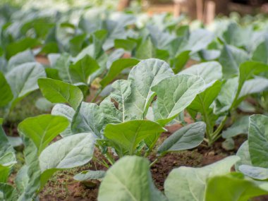 Salata sebze arsaları sırayla yetişiyor.