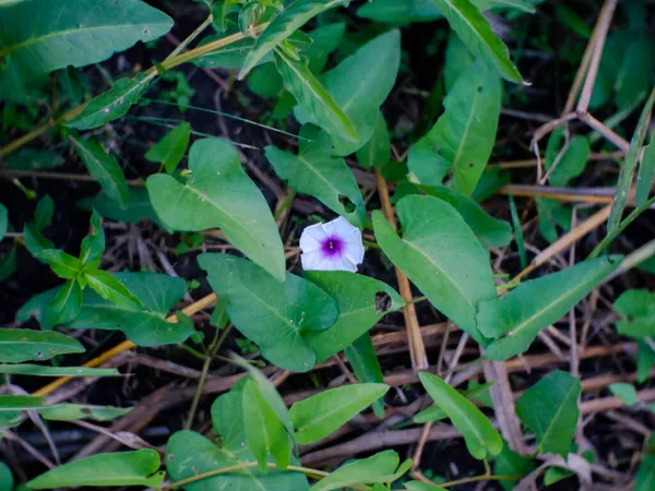 Púrpura Blanco Paja Flores Gloria Mañana —  Fotos de Stock
