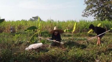 Şapkalı bir kadın tatlı patatesleri topluyor.