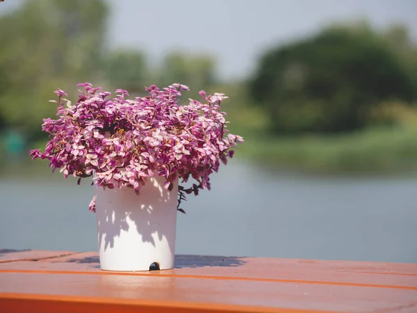 Рожеві Квіти Розміщені Біля Річки Стокове Зображення