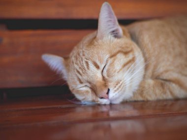 Mavi yakalı turuncu bir kedi uyuyor..