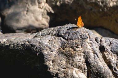 Taşın üzerinde turuncu bir kelebek