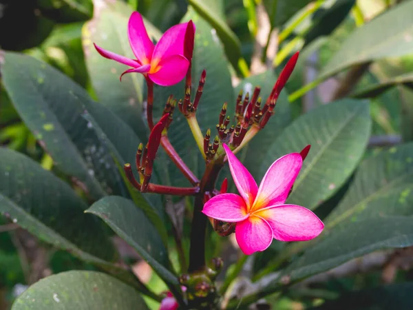 Flores Color Rosa Con Hojas Naturaleza — Foto de Stock
