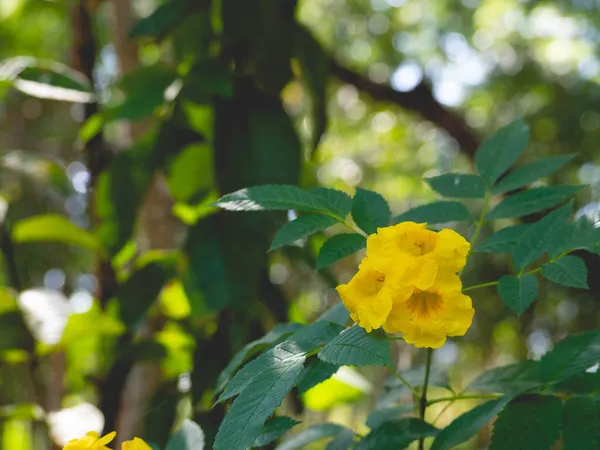 Flores Amarillas Con Hojas Naturaleza —  Fotos de Stock