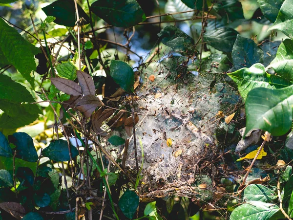 Ragnatela Aggrappa Alle Foglie — Foto Stock