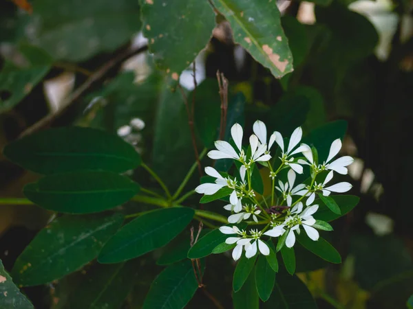 葉と自然がある白い花 — ストック写真
