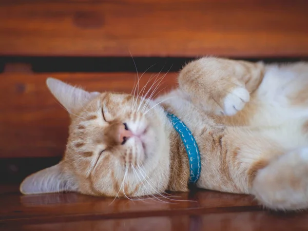 Orange Cat Wearing Blue Collar Sleeping — Stock Photo, Image