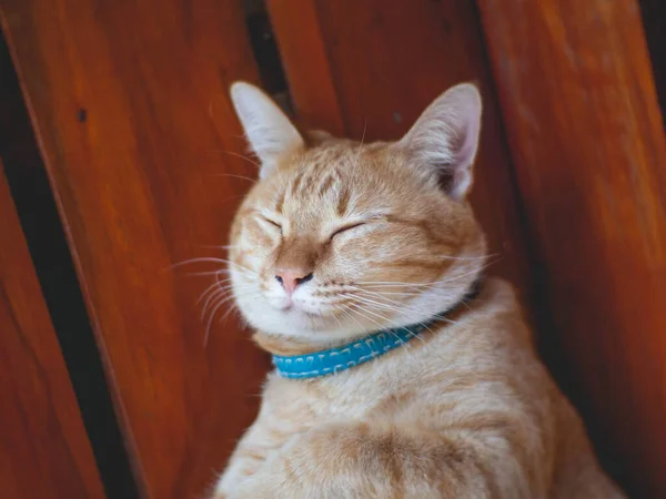 Mavi yakalı turuncu bir kedi uyuyor..