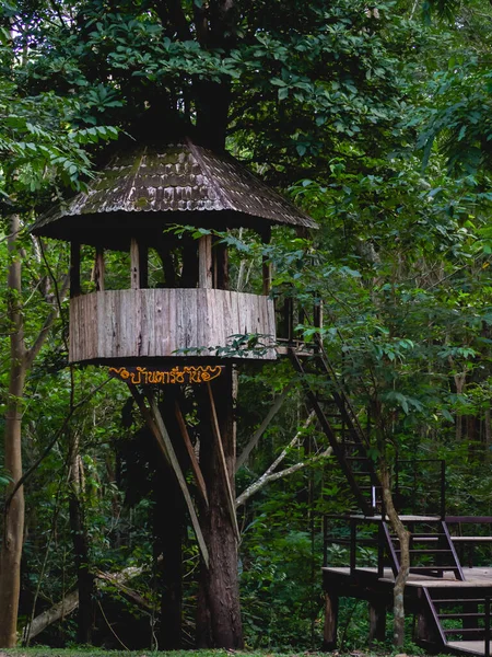 Maison Des Arbres Nommée Tarzan Hous — Photo