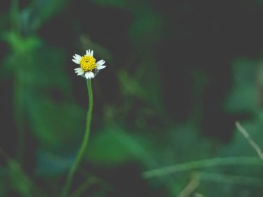 Tek sarı beyaz çimen çiçeği