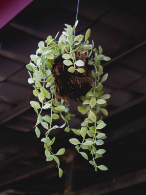 Bir grup yeşil orkide sarkıyor