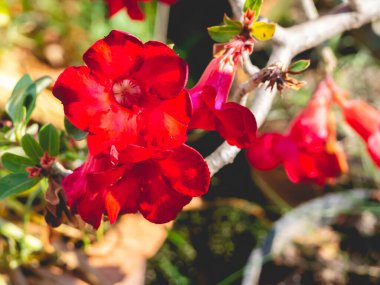 Bir demet kırmızı çiçek ve yapraklar.