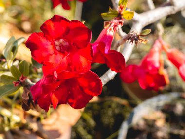 Bir demet kırmızı çiçek ve yapraklar.