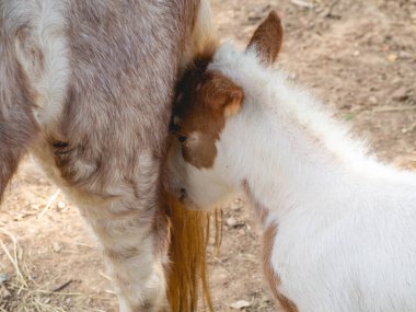 Atın başı bacağından eğildi..