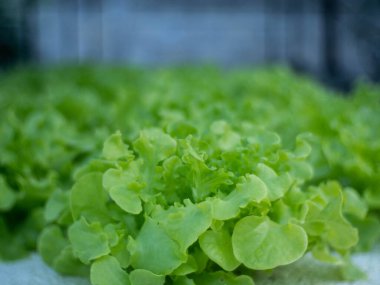 Çeşitli boyutlarda organik sebzeler.