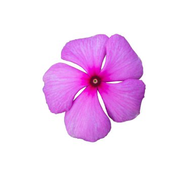 Watercress öldü beyaz arkaplanlı kesilmiş resim