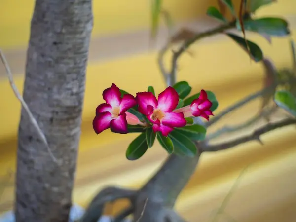 粉红色的花 枝条和树叶 — 图库照片