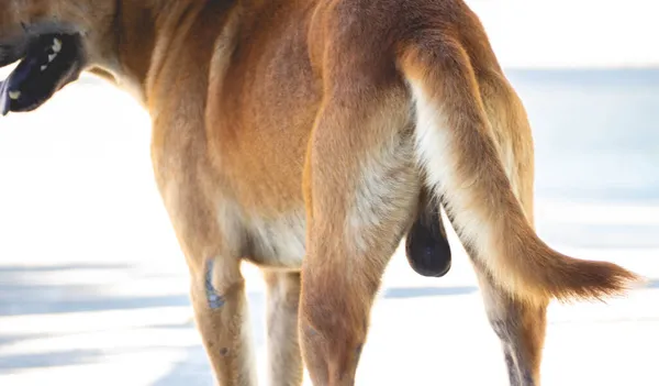 A dog's ass and testicles