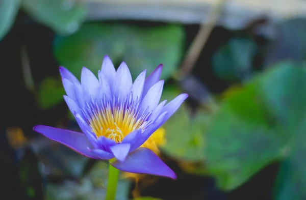 Lotus Feuilles Lotus Dans Bassin Hydrographique — Photo