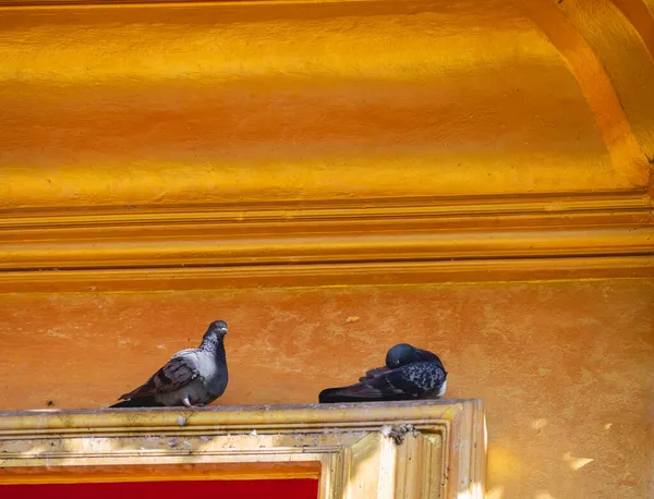 Deux Pigeons Mur Plâtre Doré — Photo