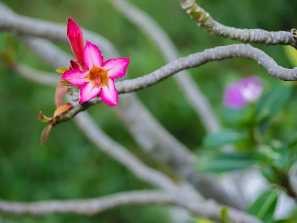 Рожеві Квіти Гілки Листя — стокове фото