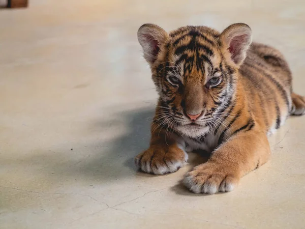 Pequeno Tigre Província Tiger Park Chonburi Tailândia — Fotografia de Stock