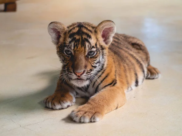 Cute baby tiger Stock Photos, Royalty Free Cute baby tiger Images