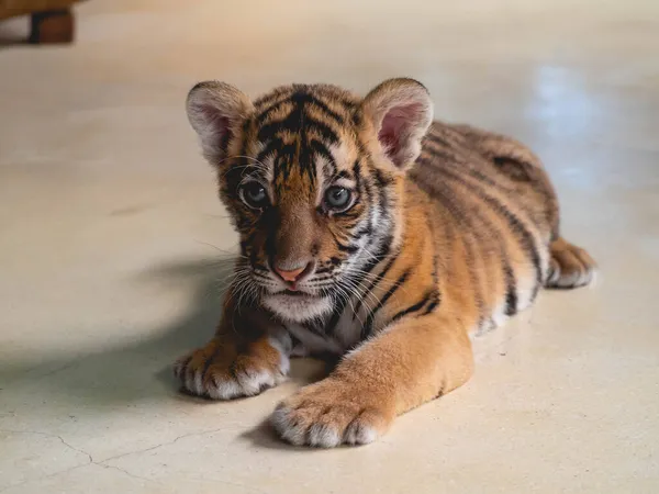 Little Tiger Vid Tiger Park Chonburi Provinsen Thailand — Stockfoto