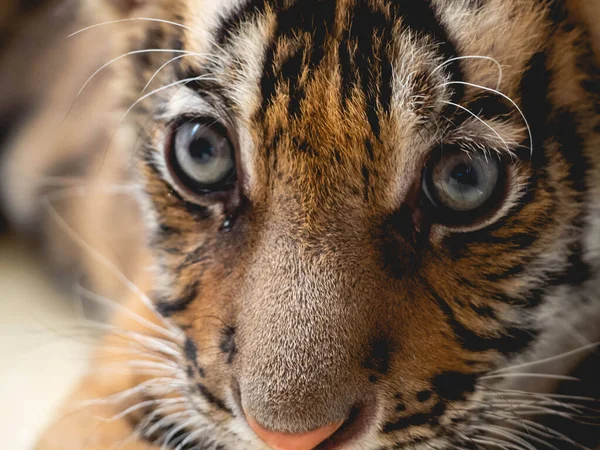 Pequeño Tigre Tiger Park Chonburi Province Tailandia — Foto de Stock