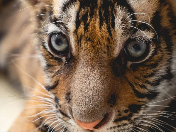 Pequeño Tigre Tiger Park Chonburi Province Tailandia — Foto de Stock
