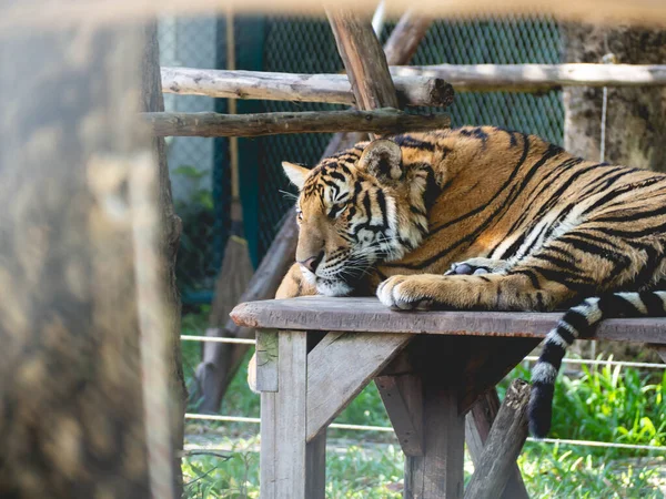 Ein Großer Tiger Schläft Auf Dem Tisch — Stockfoto