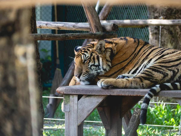 Tigre Grande Durmiendo Mesa — Foto de Stock