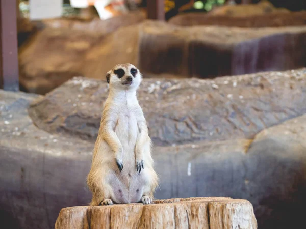 Meerkat Berdiri Balok — Stok Foto