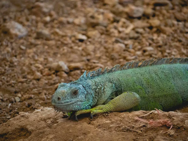 Iguana Amarillo Naranja Verde —  Fotos de Stock