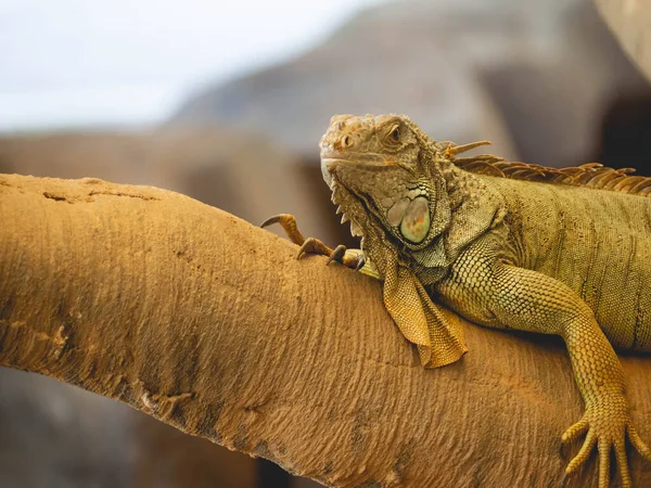 Iguana Amarillo Naranja Verde —  Fotos de Stock