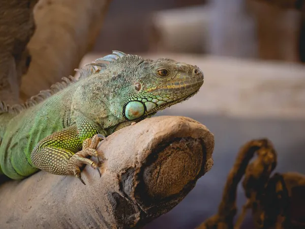 Iguana Amarillo Naranja Verde —  Fotos de Stock