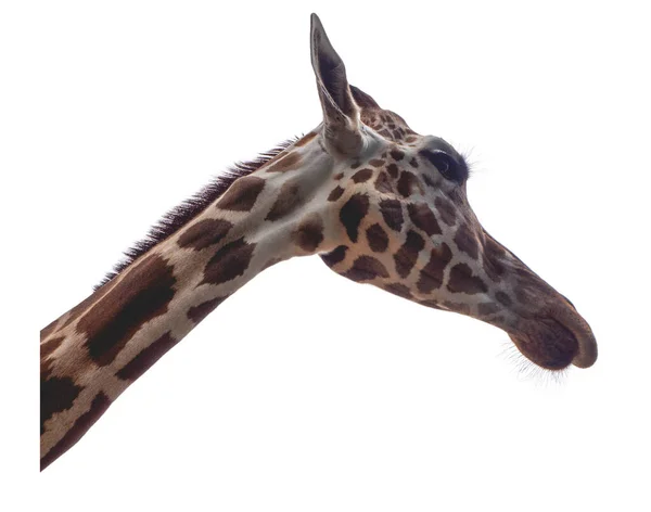 Tête Cou Girafe Ciel — Photo