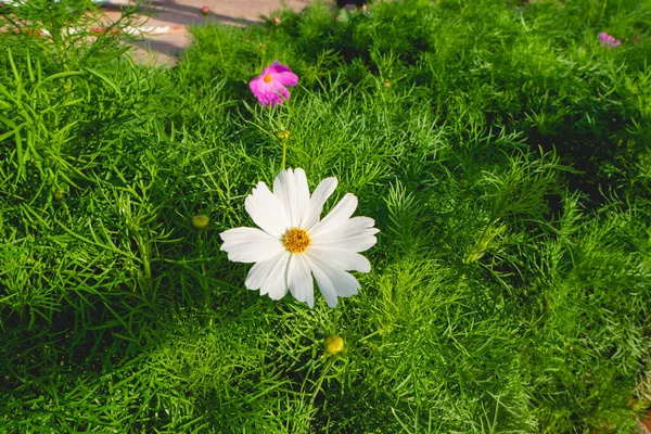 周囲の白やピンクの花や葉 — ストック写真