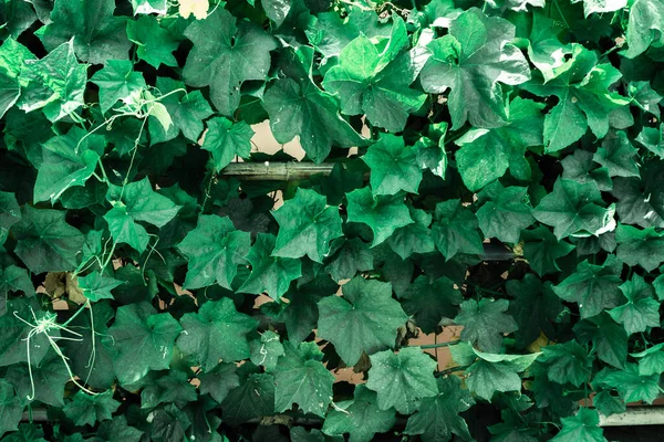 Тёмно Зелёные Листья — стоковое фото